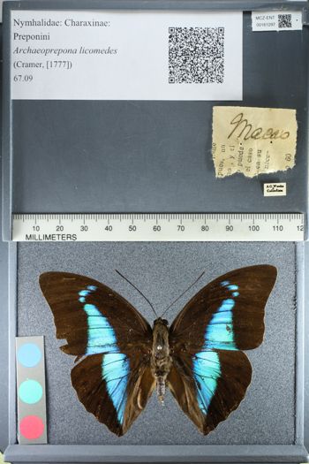 Media type: image;   Entomology 161297